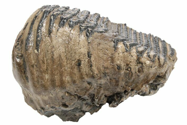 Woolly Mammoth Fossil Molar - Poland #235267